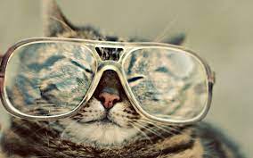 We have a massive amount of desktop and mobile backgrounds. Funny Cat Desktop Wallpapers Wallpaper Cave