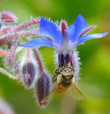 We did not find results for: Flowers For Bees Flowers Across Melbourne