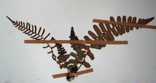 Image result for Blechnum punctulatum