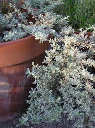 Image result for Corchorus kirkii