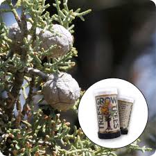 Image result for Grewia conocarpoides