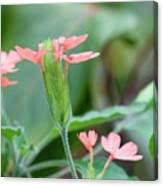 Image result for Crossandra nilotica