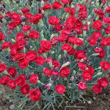 You should also consider the pros and cons of annuals vs. Dianthus Electric Red Pp29591 Perennial Resource