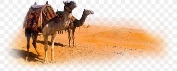 Body of water surrounded by tree, libyan desert tibesti mountains seba oasis, libyan desert oasis transparent background png clipart. Camel Morocco Desert Png 1600x651px Camel Arabian Camel Camel Like Mammal Camera Desert Download Free