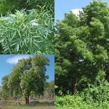 Image result for Fraxinus angustifolia