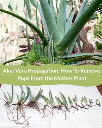Root cuttings in soil by placing a leaf that you have removed directly in snake plants, this rhizome will send off new shoots called pups. Aloe Vera Propagation How To Remove Pups From The Mother Plant