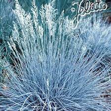Blue Select Fescue Grass Seeds Ornamental Perrenial Grass Seeds Http Www Swallowtailgardenseeds Com Pere Ornamental Grasses Flowers Perennials Perennials