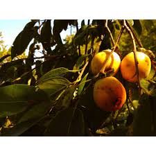 Image result for Diospyros