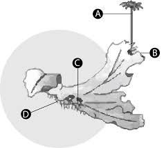 Dorsiventralisobilateralboth a and bnone of the aboveathallus of the marchantia is dorsiventral. Examine The Figure Given Below And Select The Right Class 11 Biology Cbse
