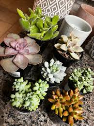 Image result for Crassula globularioides
