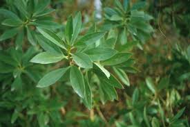 Image result for Myoporum laetum
