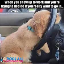 When You Pulled Up To Work But Don T Want To Go In Funny Animal Memes Funny Pictures Funny Dogs