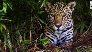 Today i am painting a jaguar portrait that i've had a special connection with. Experts Say Many Animals May Die From Amazon Fires Cnn Video