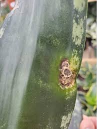 Image result for scale on plant