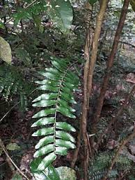 Image result for Arthropteris