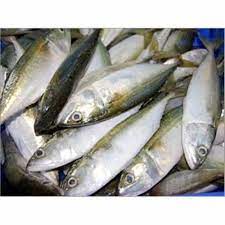 Ikanpatinmasakasamrebus #resepiikanpatinmasakasamrebus #ikanpatinmasakasam ~ ikan patin ikan patin adalah jenis ikan air tawar yang banyak digemari sebagai ikan hias peliharaan dan juga. Jual Ikan Kembung Kg Kota Tangerang Selatan Kem Bang Kol Tokopedia