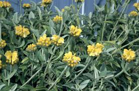 Image result for Phlomis fruticosa