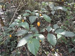 Image result for Tabernanthe