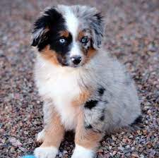 Miniature Australian Shepherd Puppies Available N Austra Miniature Australian Shepherd Puppies Miniature Australian Shepherd Australian Shepherd Puppies