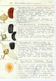 Image result for Teedia lucida