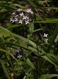 Image result for Conostomium natalense