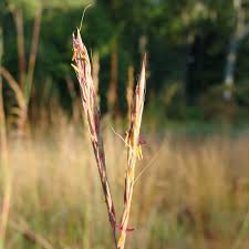 Image result for Triumfetta angolensis