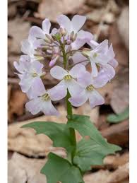 Image result for Cardamine