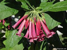 Image result for Iochroma cyaneum