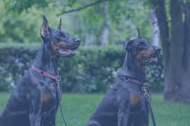 Der dobermann ist eine elegante und intelligente hunderasse. Ohren Tapen Beim Dobermann Nach Dem Kauf Hundehaltung Top Beitrage