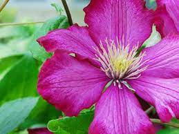 Fragrant flowers such as roses, jasmine, narcissus, marigold, daisies etc acacia flowers. 13 Flowers For A Scented Summer Garden Lovethegarden