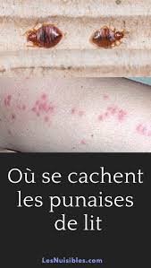 Epingle Sur Les Punaises De Lit
