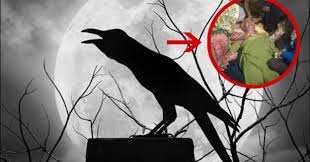 Memelihara perkutut harus ganjil atau genap? Burung Masuk Rumah Pertanda Apa Ini Jawaban Primbon Berdasarkan Jenis Burungnya Dokumentasi Liestanti Anexia
