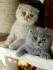 Scottish Fold Kittens for Sale - Adoptapet