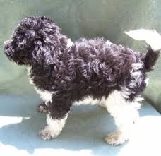 Black And White Parti Toy Poodle Parti Poodles Google Images Parti Poodle Very Cute Puppies Poodle
