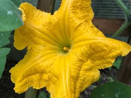 Fleur De Courgette Sans Courgette Fleurs De Courgettes Planter Des Courgettes Jardin Potager
