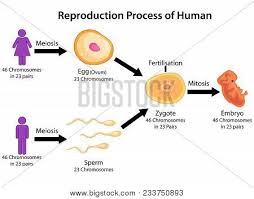 Education Chart Vector Photo Free Trial Bigstock