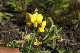 Image result for Crotalaria micans