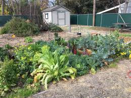Maybe you would like to learn more about one of these? Soil Garden Services Resoil Sacramento Gras
