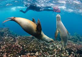 Hear The Surprising Sounds Of Ocean Life National Geographic Society Newsroom See more ideas about ocean life, ocean, sea creatures. surprising sounds of ocean life