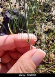 Image result for Cyperus laevigatus