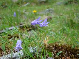 Image result for Cyphia lasiandra