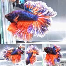 Chu Rose Spain Hm Betta Betta Fish Betta Fish Care
