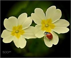 Pin By Havva On Biedronki Holly Blue Blue Butterfly Ladybug
