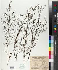 Image result for Aeschynomene nyassana