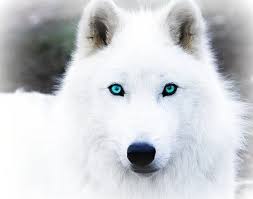 Black And Grey Wolf With Blue Eyes Pin By John Sander On Wolves Wolf With Blue Eyes Arctic Wolf Wolf Eyes