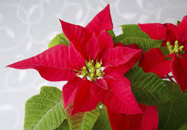 Fertilizing Poinsettias Learn About Fertilizer For Poinsettia Plants