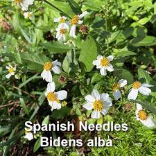 Image result for Diceratostele