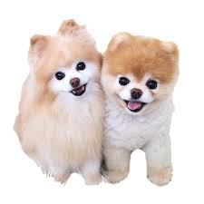 We did not find results for: Pomeranian Puppies For Sale Akc Registered Puppies For Sale