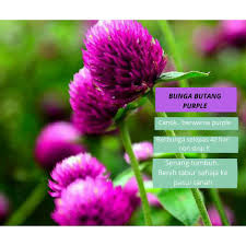 Bunga anggrek ungu mempunyai ribuan spesies dengan tampilan yang sempurna. Benih Bunga Butang Ungu Purple Gompherena Seeds Shopee Malaysia
