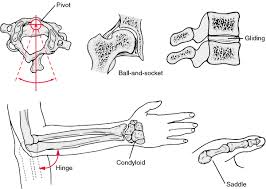 Pin By Juan Hernandez On The Human Body Anatomy Physiology Medical Dictionary Synovial Joint Joints Anatomy